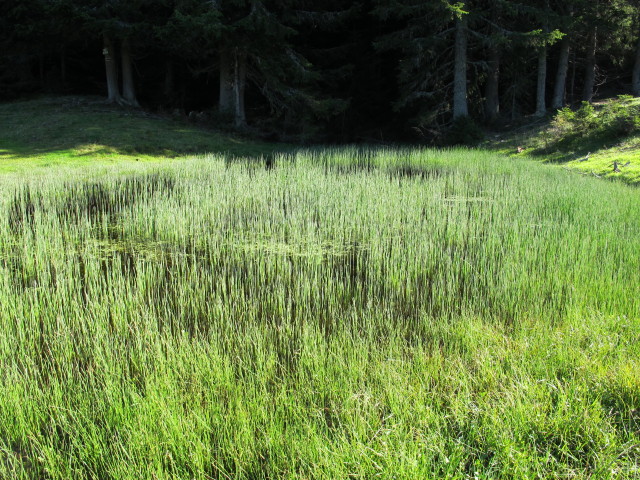 neben dem Kärntner Grenzweg zwischen Göriacher Alm und Kapin (16. Sep.)