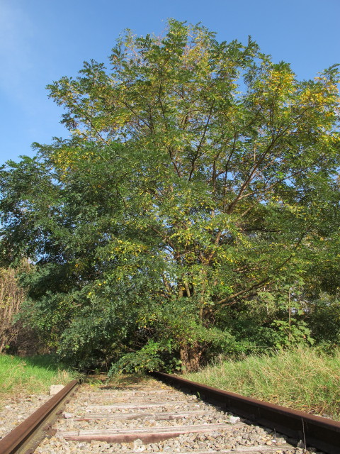 Bahnhof Poysdorf