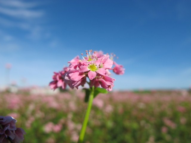 zwischen Sierndorf und Höbersdorf