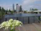 Alte Donau