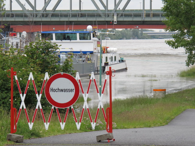 Treppelweg zwischen Floridsdorfer Brücke und Nordbahnbrücke (4. Juni)