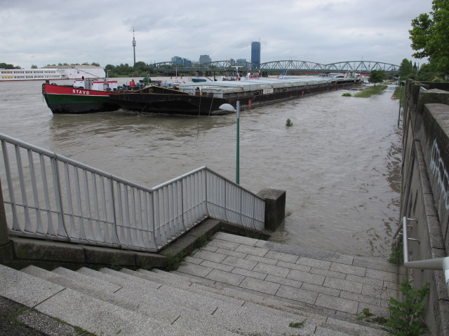 Treppelweg bei der Floridsdorfer Brücke (4. Juni)