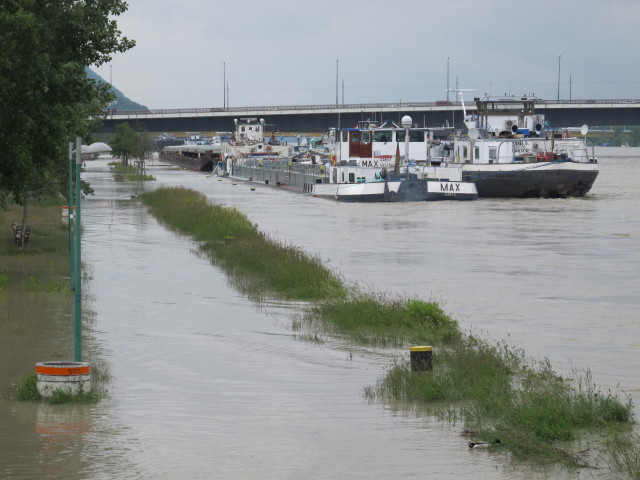 Treppelweg zwischen Floridsdorfer Brücke und Nordbahnbrücke (5. Juni)