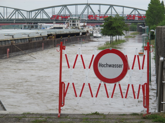 Treppelweg zwischen Floridsdorfer Brücke und Nordbahnbrücke (5. Juni)