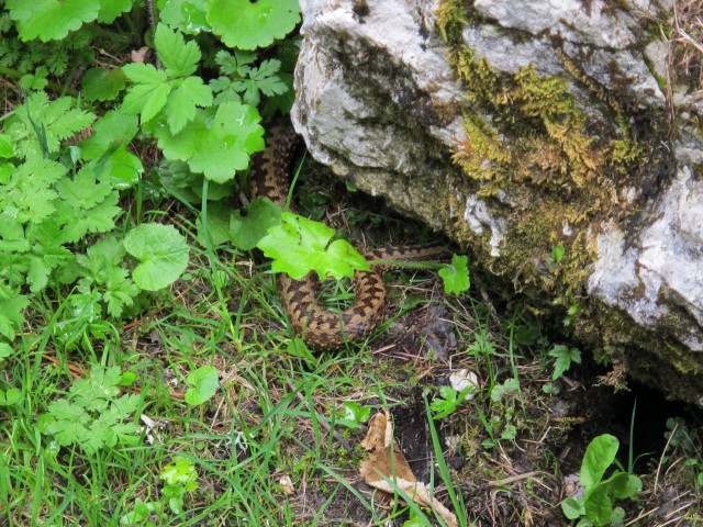 neben Weg 454 zwischen Saurigg und Grünleitn (15. Juni)