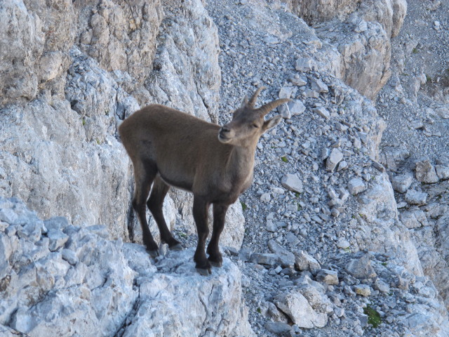 neben Weg 441 zwischen Wimbachgrieshütte und Schönfeldspitze (2. Aug.)