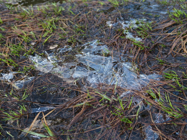 beim Reedsee (31. Mai)