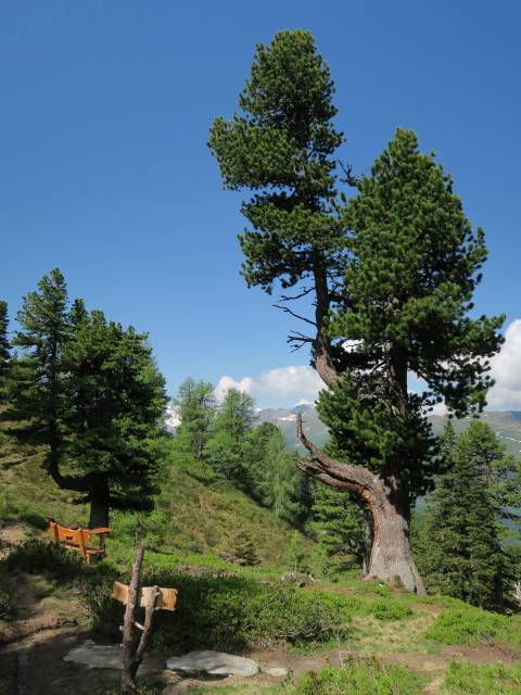 Zirbenweg (7. Juni)