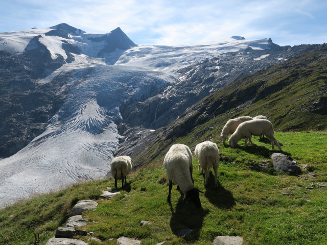 bei der Alten Prager Hütte, 2.489 m (28. Aug.)
