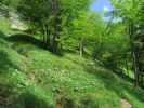 Weg 2 zwischen Höllgrabenbründl und Ybbstaler Hütte (10. Juni)