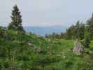 Alpinweg zwischen Sperrriedel und Jagdhütte Edelwies (11. Juni)