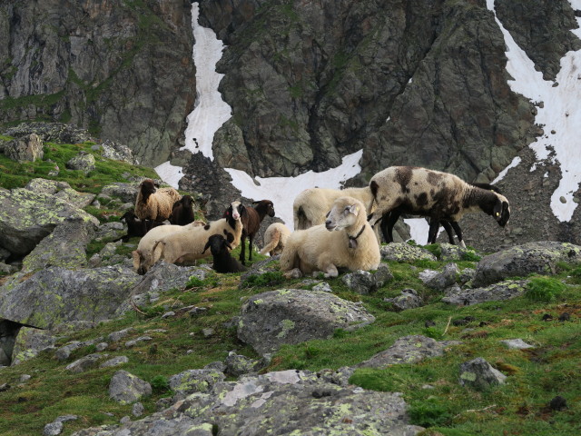 zwischen Wangenitzseehütte und Petzeck (2. Juli)