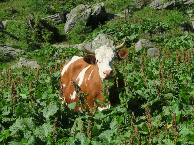 neben Weg 445 zwischen Karnischem Höhenweg und Schönjöchl