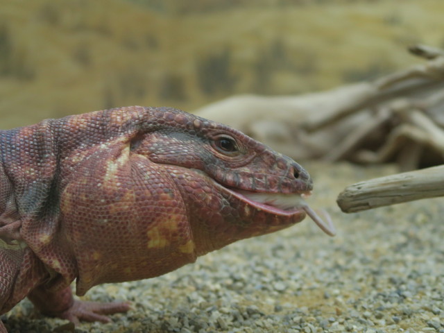 Reptilienzoo