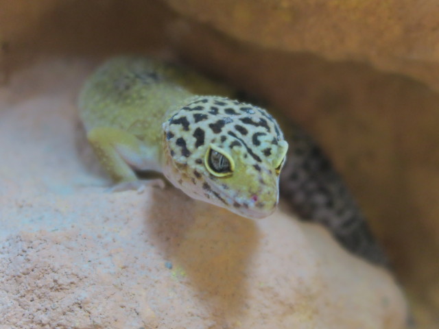 Reptilienzoo