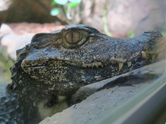 Reptilienzoo