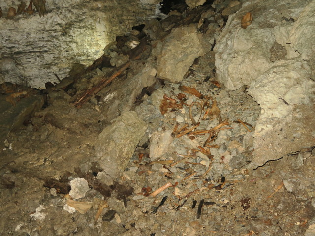 Ötscher-Tropfsteinhöhle: Knochenfund