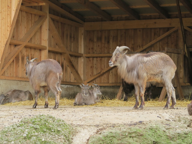 Tierpark: Tahrs