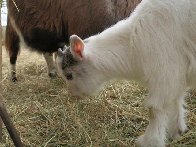 Tierpark: Ziegen