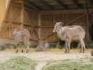Tierpark: Tahrs