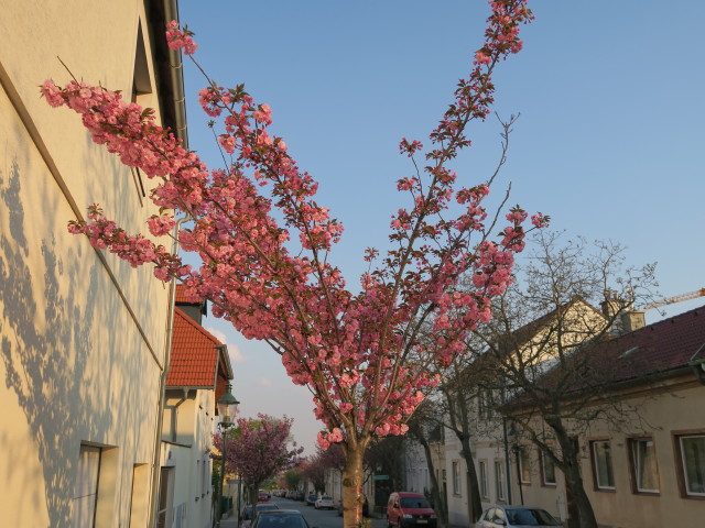 Neustiftgasse
