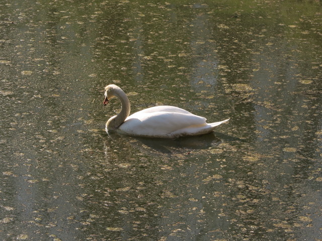 Waldgarten