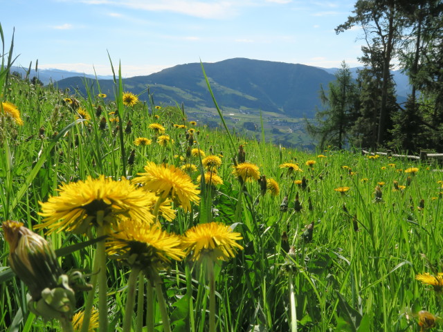 Spinges