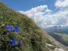 neben Weg 40 zwischen Dürrenstein und Dürrensteinalpe (15. Juni)