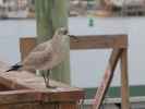 Historic Sponge Docks in Tarpon Springs (10. Nov.)