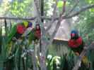 Loris in Tampa's Lowry Park Zoo (11. Nov.)
