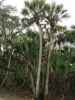 Myakka River State Park (12. Nov.)