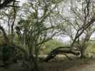 Myakka River State Park (12. Nov.)