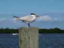 Cabbage Key (13. Nov.)