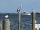 Lady Chadwick von Cabbage Key aus (13. Nov.)