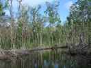 Barron River (14. Nov.)