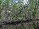 Barron River (14. Nov.)