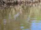 Barron River (14. Nov.)