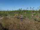 beim Mannillo Trail im National Key Deer Refuge (16. Nov.)