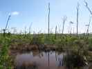 beim Mannillo Trail im National Key Deer Refuge (16. Nov.)