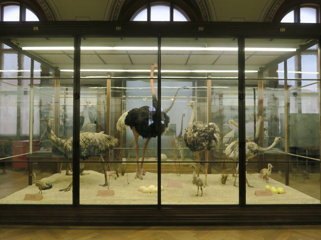 Sammlung Vögel