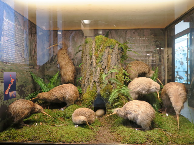 Sammlung Vögel