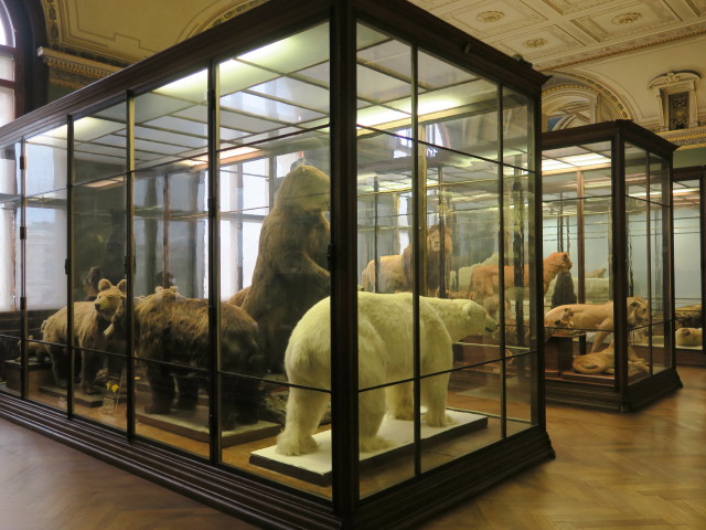 Sammlung Raubtiere