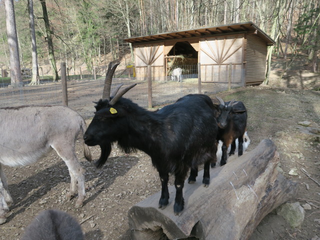 Kleintiergehege