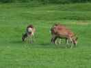 Tierpark Buchenberg: Wild