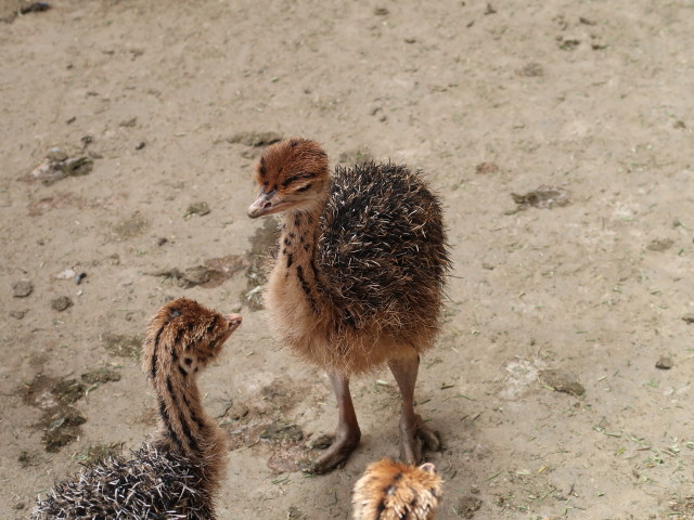 Küken