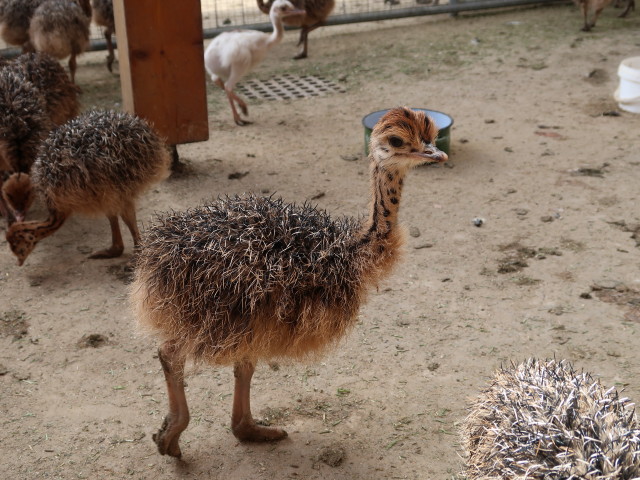 Küken