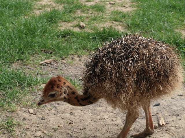 Küken