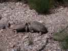 beim Red Rock Canyon Visitor Center (21. Mai)