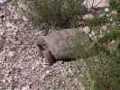 beim Red Rock Canyon Visitor Center (21. Mai)