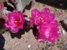 beim Red Rock Canyon Visitor Center (21. Mai)